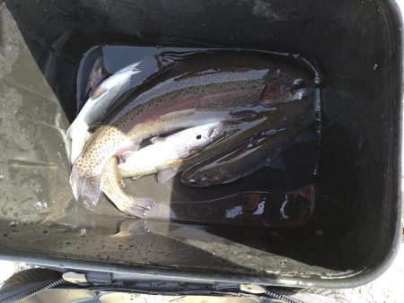 十数年ぶりの管釣り